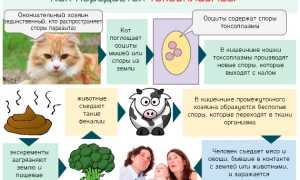 Всегда ли опасен токсоплазмоз при беременности