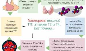 Норма и отклонения ТТГ при планировании беременности