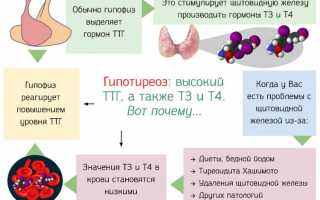 Норма и отклонения ТТГ при планировании беременности