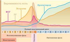 Менструальный цикл и планирование беременности: все, что стоит знать будущей маме
