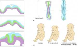 Зачем нужна фолиевая кислота при планировании беременности