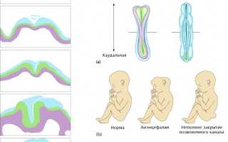 Зачем нужна фолиевая кислота при планировании беременности
