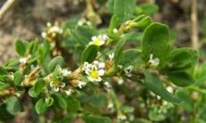 Как принимать спорыш, чтобы зачать ребенка