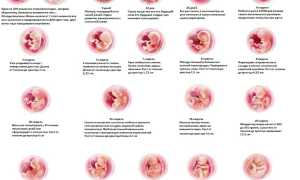Особенности шевеления плода при беременности на разных сроках
