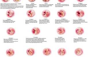 Особенности шевеления плода при беременности на разных сроках
