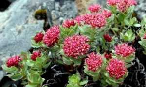 Как применять красную щетку для зачатия