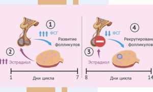 О чем расскажут анализы на эстрадиол