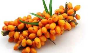 Полезная и вкусная облепиха при беременности на ранних сроках: все за и против применения