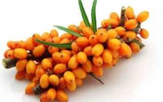 Полезная и вкусная облепиха при беременности на ранних сроках: все за и против применения