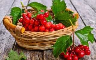 Полезная калина при беременности: всегда ли безопасно употреблять ягоды?