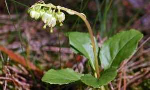 Боровая матка — помощница при зачатии и в лечении бесплодия