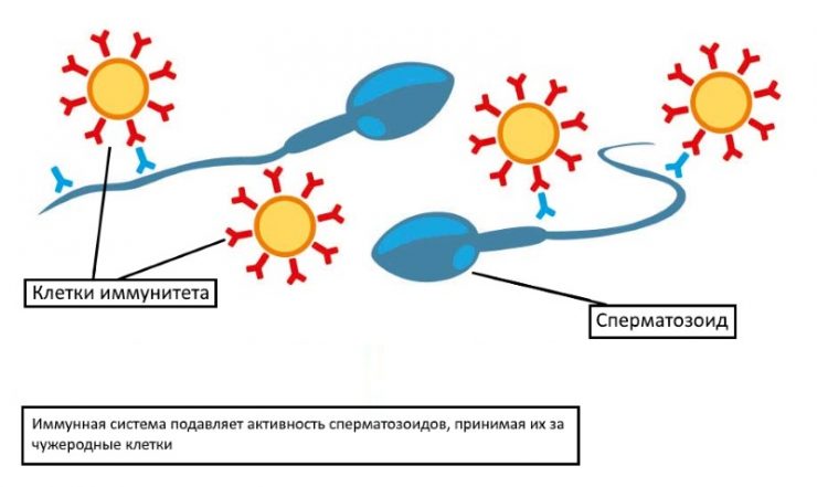 что собой представляют антиспермальные антитела