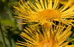 Цветок девясил Девясил от беременности