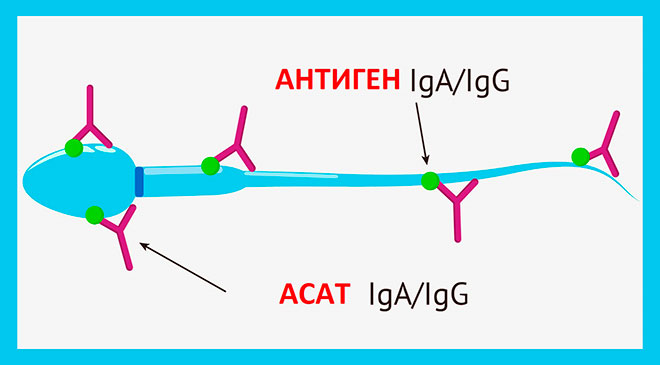 классы антиспермальных антител