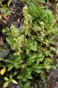 Ортилия Полезные свойства боровой матки