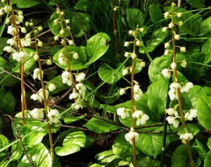 Противопоказания при лечении бесплодия боровой маткой