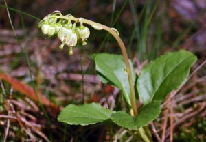 Помощь боровой матки при зачатии