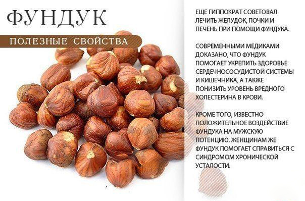 Фундук Польза фундука