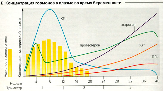прогестерон при беременности