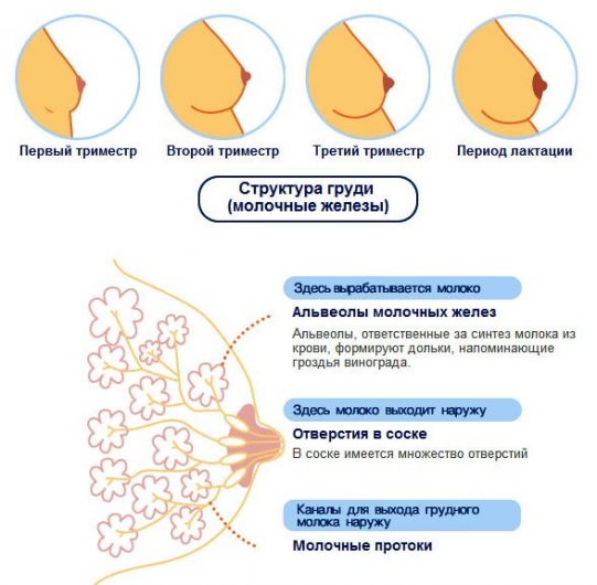 Изменения в молочных железах при беременности Изменения в груди при беременности
