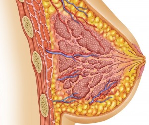 Грудь беременной Почему меняется грудь при беременности