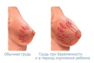 Женская грудь Изменения в груди