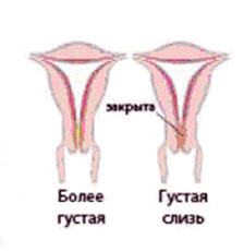 расположение шейки матки на ранних сроках беременности