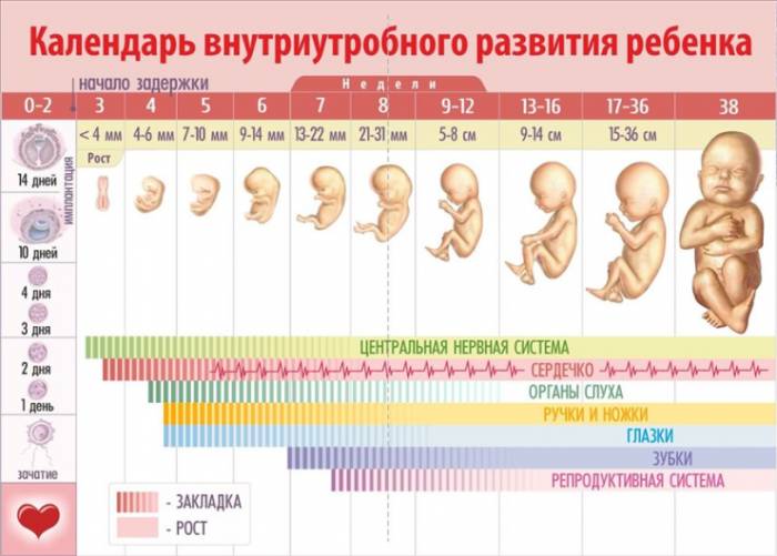 внутриутробное развитие плода