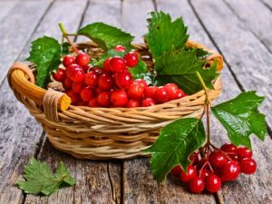 kalina-pri-beremennosti Калина при беременности