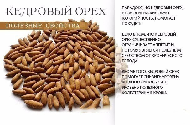 Кедровый орех Польза кедрового ореха