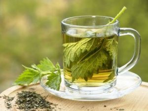 Крапива при маточных кровотечениях Применение крапивы при маточном кровотечении