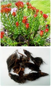 Трава цветет и засушена Красная щетка в природе и сушеная