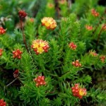 Красная щетка для зачатия