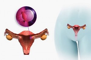 Консистенция органа