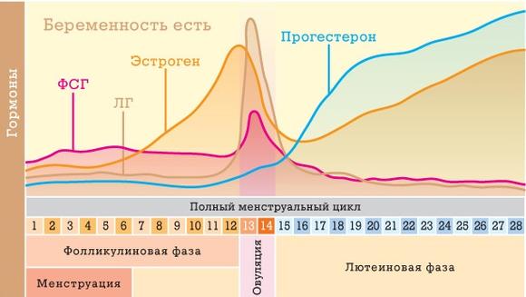 Дни менструального цикла Менструальный цикл