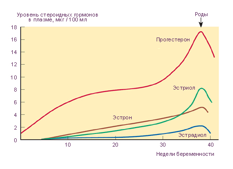 месячные при беременности на ранних сроках признаки