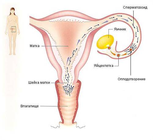 сперматозоид оплодотворяет яйцеклетку