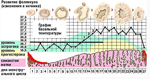 Дни менструального цикла Развитие фолликула и изменение гормонов