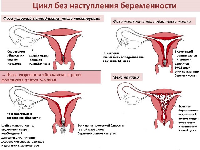 Жизненный цикл яйцеклетки Менструальный цикл женщины в норме