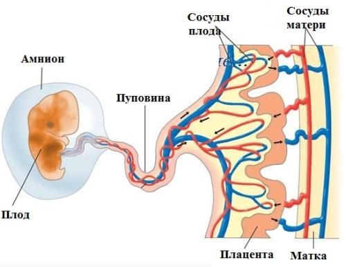 прогестерон при беременности