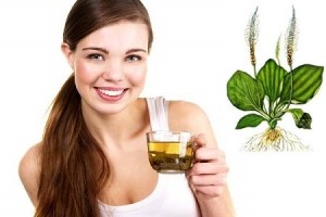 Женщина пьет настой подорожника Лечебные свойства подорожника