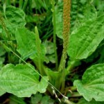 Чем поможет при бесплодии подорожник