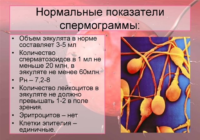 Показатели спермограммы для планирования беременности Показатели спермограммы