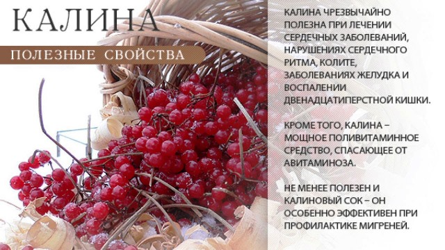 Полезные свойства калины Польза калины