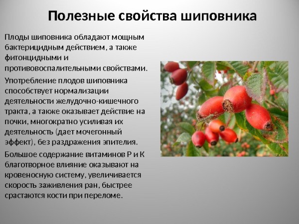 Шиповник Польза шиповника