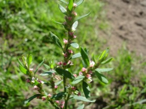 Красивое растение Спорыш для зачатия