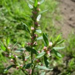 Спорыш для зачатия