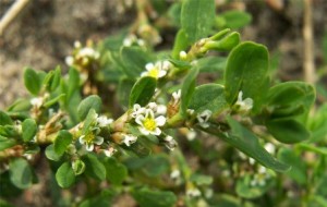 Спорыш от бесплодия