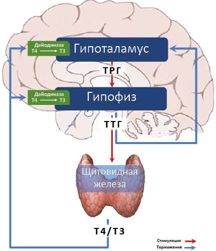 Гипотиреоз при беременности