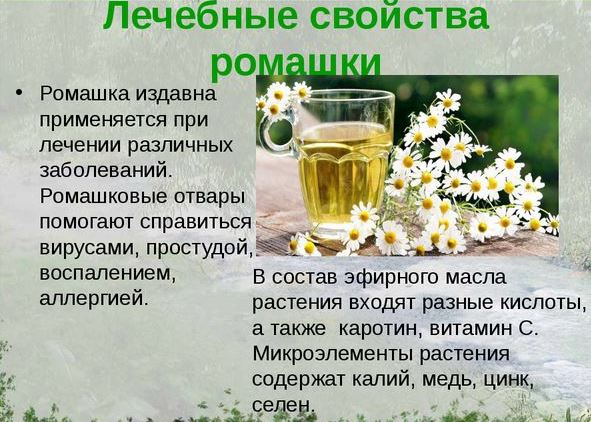 Ромашка Полезные свойства ромашки
